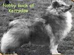 Nobby rock of Kerrydaw 1 Sheltie